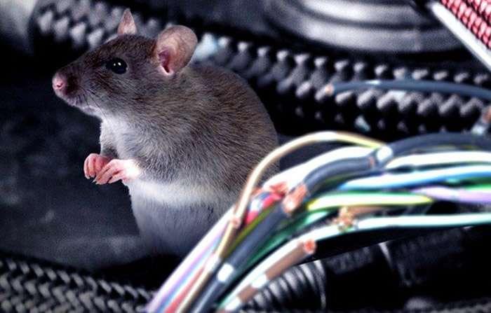 Kinh nghiệm chống chuột cho ô tô 