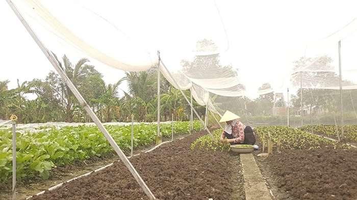Dùng làm nhà lưới trồng rau sạch
