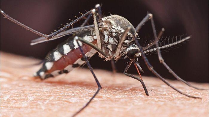 Muỗi là vật trung gian gây ra nhiều bệnh truyền 
nhiễm nguy hiểm