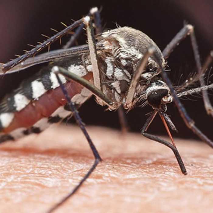 Muỗi là động vật trung gian truyền bệnh nguy hiểm