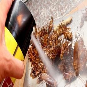 Hạn chế hiểm họa từ việc vô tư xịt thuốc diệt côn trùng tràn lan