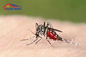 Muỗi là con vật trung gian mang nhiều mầm bệnh nguy hiểm