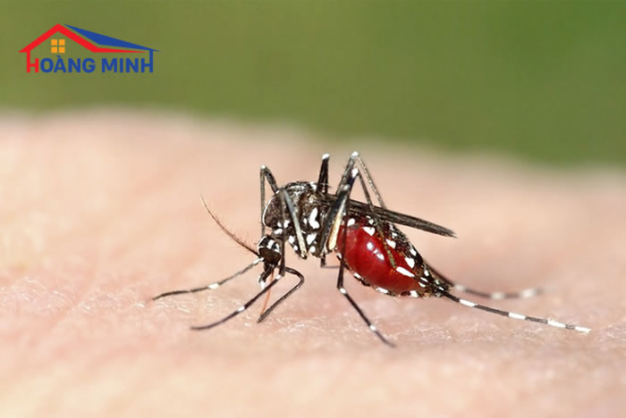 Muỗi là động vật trung gian truyền nhiều 
bệnh nguy hiểm