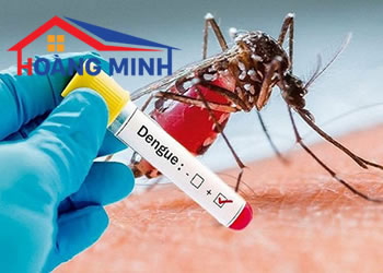 Sự nguy hiểm của bệnh sốt xuất huyết do muỗi trong mùa mưa và cách phòng tránh bệnh hiệu quả