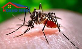 Muỗi gây bệnh sốt xuất huyết có tên là gì? Biện pháp giúp giảm nguy cơ mắc sốt xuất huyết
