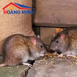 Chuột và bệnh dịch hạch
