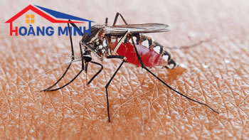 Có cách nào để đuổi bắt muỗi tại nơi làm việc hay không?