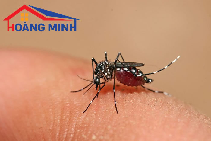 Muỗi đốt gây nguy hiểm như nào đồi với sức khỏe