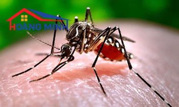 Một số bệnh truyền nhiễm do muỗi thường gặp vào mùa hè