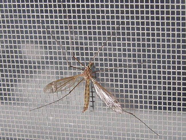 Cửa lưới chống muỗi giúp ngăn chặn hiệu 
quả sự xâm nhập của muỗi và côn trùng