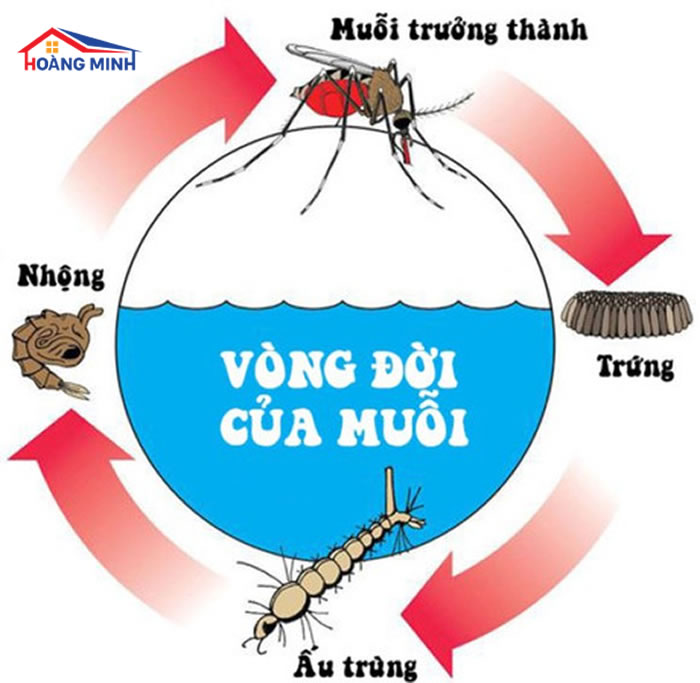 Vòng đời phát triển của muỗi