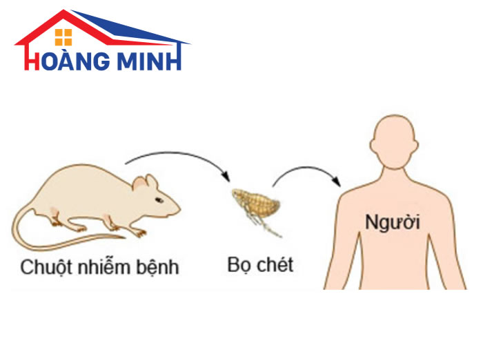Chuột truyền nhiễm bệnh nguy hiểm cho con người