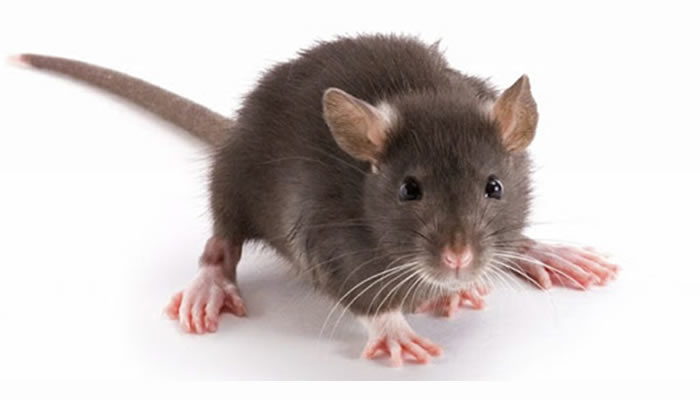 Chuột là loài gặm nhất nguy hiểm số 1 hiện nay
