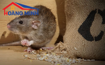 Chuột gây ra những bệnh dịch nguy hiểm như thế nào?