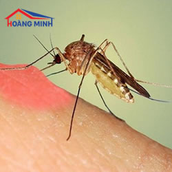 Những căn bệnh nguy hiểm do muỗi và cách phòng tránh