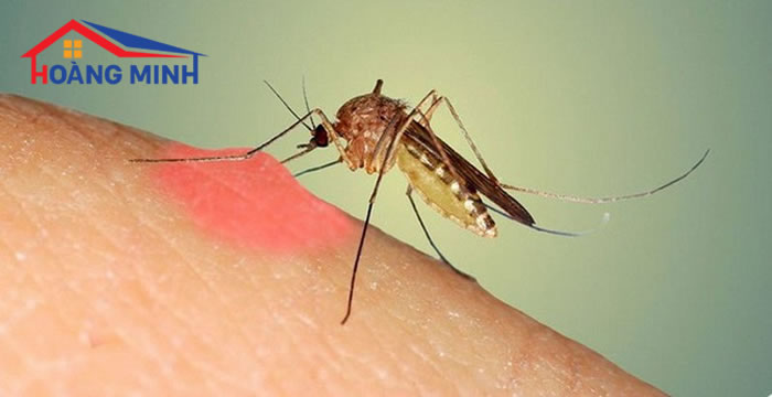 Muỗi là vật trung gian truyền nhiễm nhiều 
bệnh nguy hiểm
