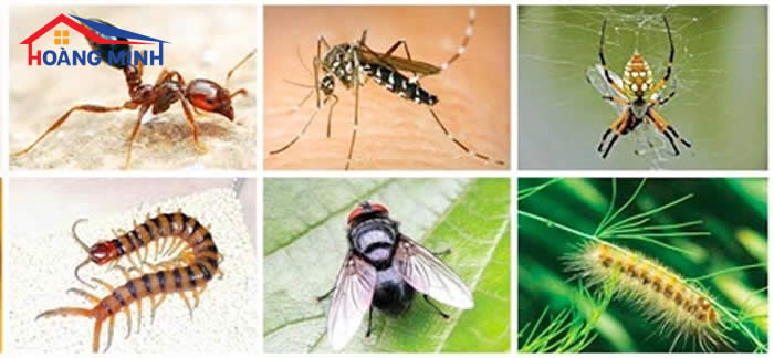 Một số loài côn trùng nguy hiểm thường 
gặp