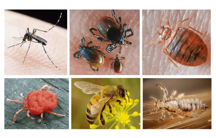 Mùa hè chính là mùa sinh sôi của rất 
nhiều loại côn trùng có thể gây hại cho các thành viên trong gia đình bạn