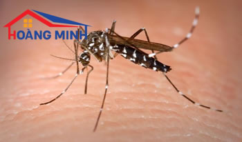 Những lợi ích tuyệt vời của cửa lưới chống muỗi có thể bạn chưa biết
