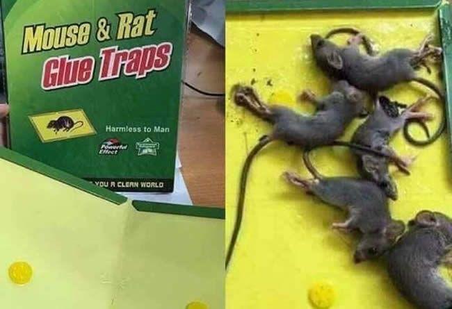 Keo dính chuột