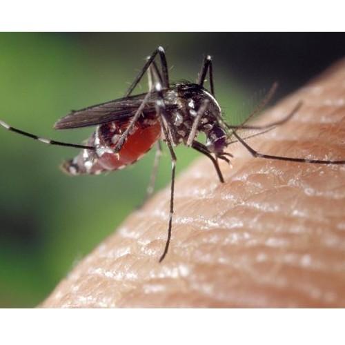 Virus chết người không có thuốc chữa 
trị do dịch muỗi lây lan