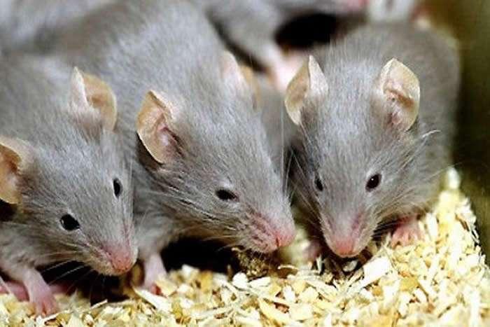 Chuột gây ra nhiều dịch bệnh nguy 
hiểm cho con người