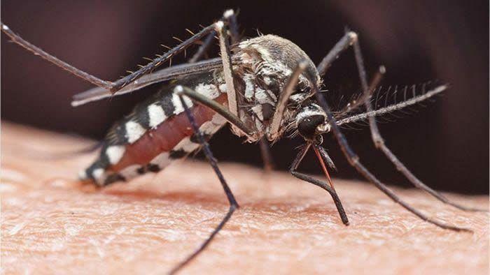 Muỗi là động vật trung gian truyền 
nhiều bệnh nguy hiểm