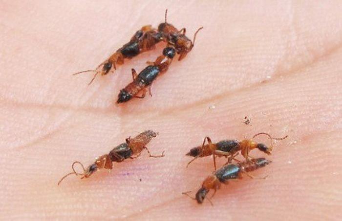 hàng nghìn trường hợp nhiễm độc kiến 
ba khoang 
