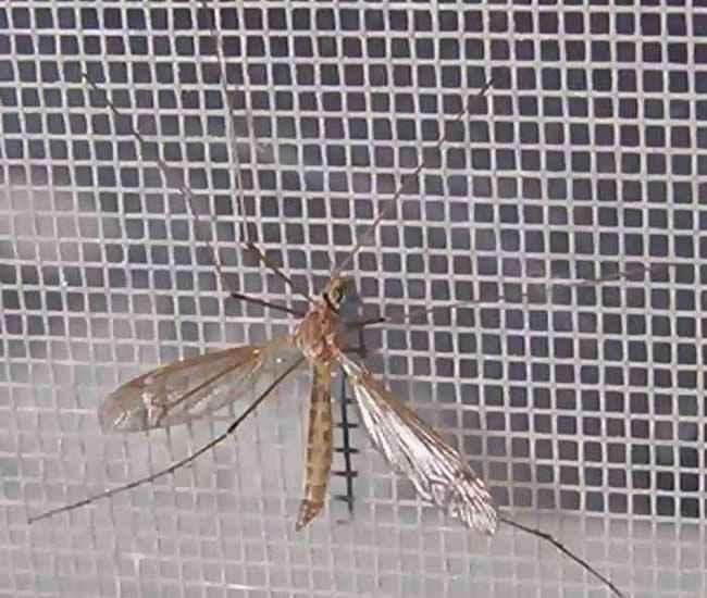Lưới chống muỗi Hoàng Minh
