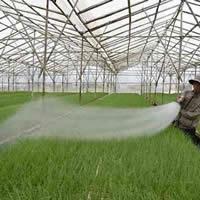 Lợi ích của lưới chống côn trùng trong nông nghiệp